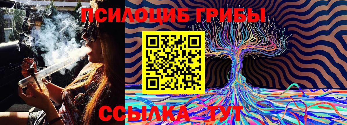 Горно-Алтайск  Галлюциногенные грибы Psilocybe  Вход с VPN 
